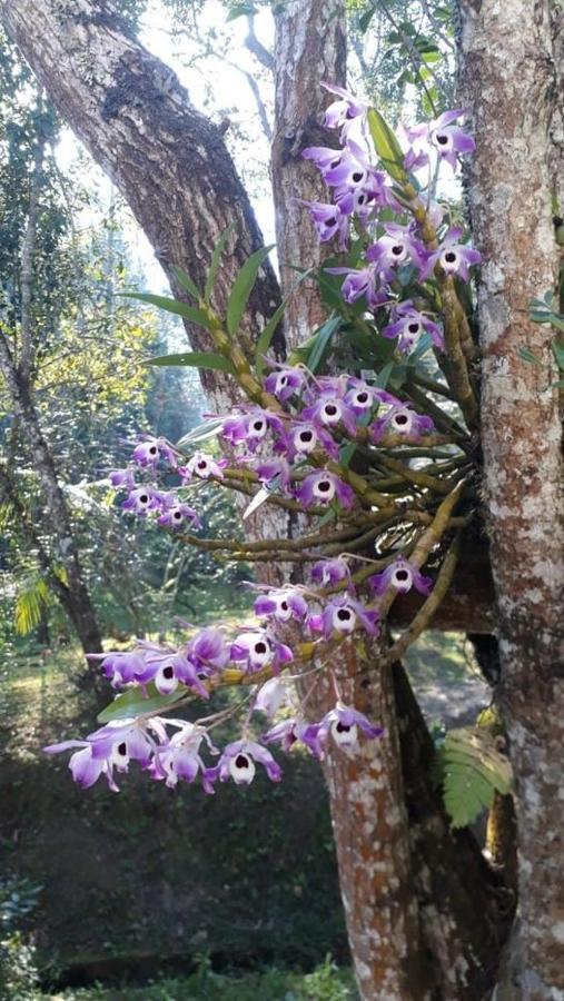 Icatuacu Chacara Da Promessa De Deusヴィラ エクステリア 写真
